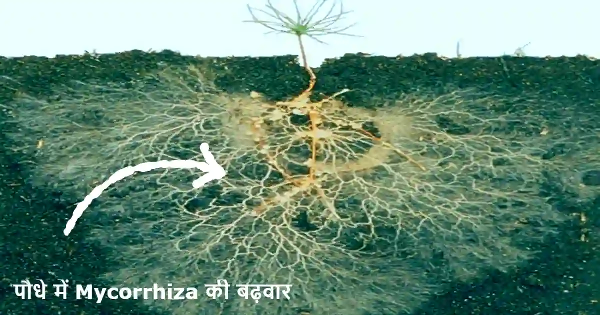  Mycorrhiza vam