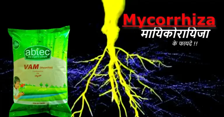 Mycorrhiza vam