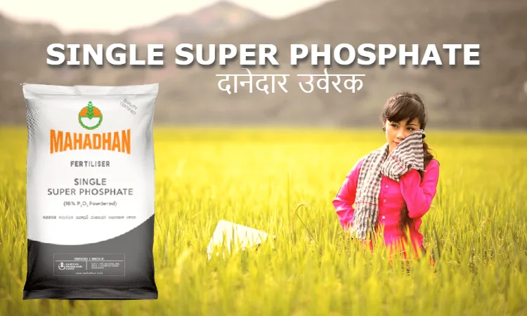 single super phosphate