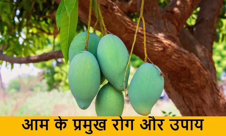 Mango Disease in hindi